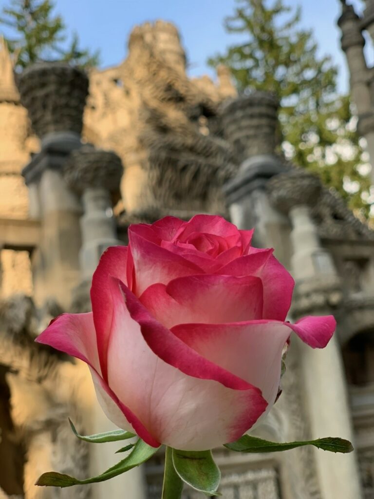 Rose Carton Compagnie
