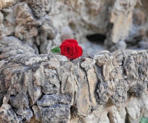 Rose Carton compagnie